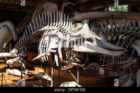 Northern bottlenose whale skeleton on display in The Gallery of Paleontology and Comparative Anatomy situated in the Jardin des plantes in Paris. Stock Photo