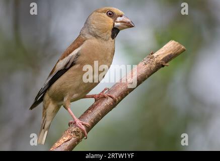 Curious female hawfinch (Coccothraustes coccothraustes) posing in her beauty on a small branch in open forest Stock Photo