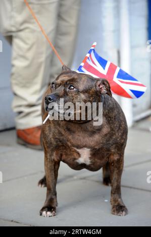 A dog with a Union Jack flag before a repatriation procession in Wootton Bassett, Wiltshire UK. Stock Photo