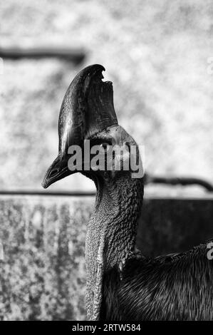 Photo Kazuari, Casuarius, single, genus of large, flightless birds, family of casuar, Casuariidae Stock Photo