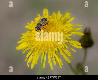 A female hoverfly Eristalis tenax collecting pollen on a dandelion flower head North Norfolk, UK Stock Photo