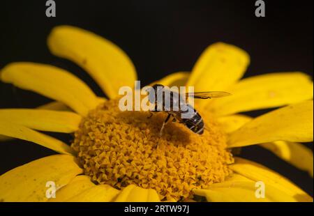 Eristalis arbustorum hoverfly on corn marigold flower Stock Photo