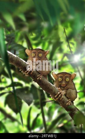 Tarsier - Chocolate Hills Stock Photo