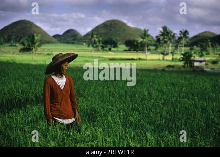 Ricefield - Chocolate Hills Stock Photo