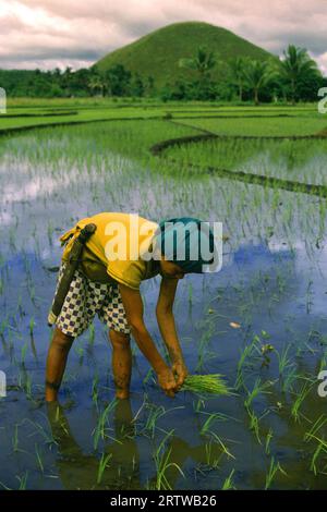 Ricefield - Chocolate Hills Stock Photo