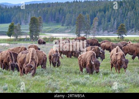 herd of American bison (Bison bison) in Hayden Valley, Yellowstone National Park, Wyoming, United States of Americ Stock Photo