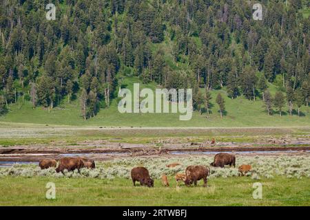 herd of American bison (Bison bison) in Hayden Valley, Yellowstone National Park, Wyoming, United States of Americ Stock Photo