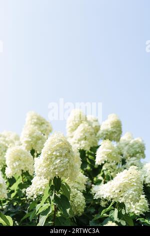 a hydrangea bush in bloom against a blue sky Stock Photo