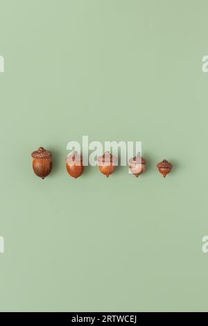 Autumn pattern from natural acorns oak on green background Stock Photo