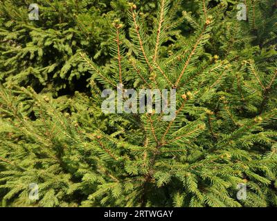 Green spruce tree in Romania Stock Photo