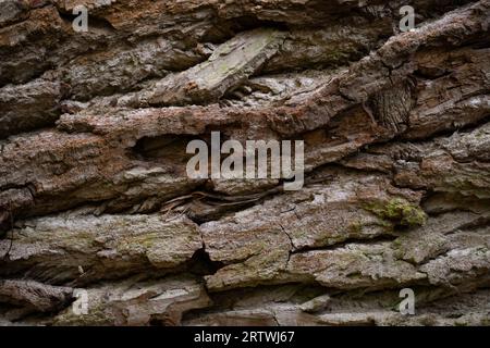Close-up of tree bark texture. Wood background. Decaying tree trunk. Layers. Forest. Stock Photo