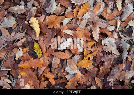 Fallen colored oak leaves are on the ground in autumn. Leafy ground. Autumnal carpet. Stock Photo
