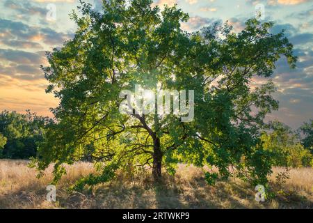 Big oak tree at the sunset with sun rays shining through the foliage Stock Photo
