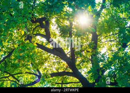 Sun shining through the leaves of oak tree. Oak tree branches Stock Photo