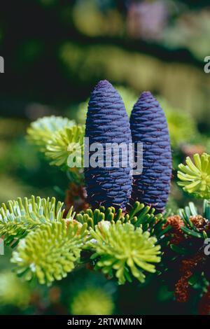 Cones on an Abies koreana conifer tree Stock Photo