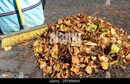 autumn leaves on the ground Stock Photo