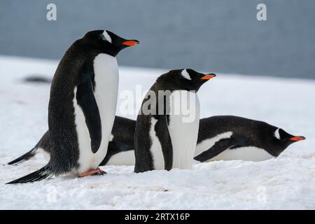 Gentoo penguins (Pygoscelis papua), Petermann Island, Antarctica. Stock Photo