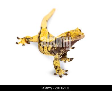 Crested gecko, Correlophus ciliatus, isolated on white Stock Photo