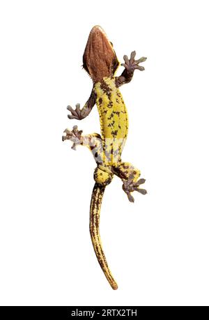 Bottom view through the glass of a Crested gecko showing its suction toe-pads, Correlophus ciliatus, isolated on white Stock Photo