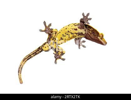 Bottom view through the glass of a Crested gecko showing its suction toe-pads, Correlophus ciliatus, isolated on white Stock Photo