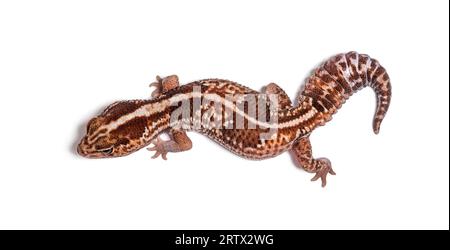 dorsal view of an african fat-tailed gecko, Hemitheconyx caudicinctus Stock Photo