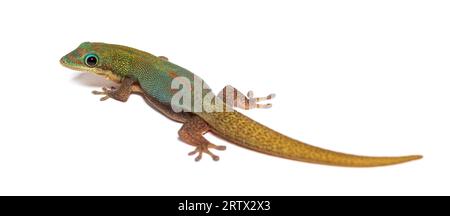 Gold dust day gecko, Phelsuma laticauda, Isolated on white Stock Photo