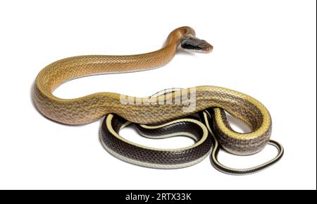 Beauty rat snake tongue out, orthriophis taeniurus ridleyi, isolated on white Stock Photo