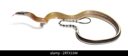 Beauty rat snake tongue out, orthriophis taeniurus ridleyi, isolated on white Stock Photo