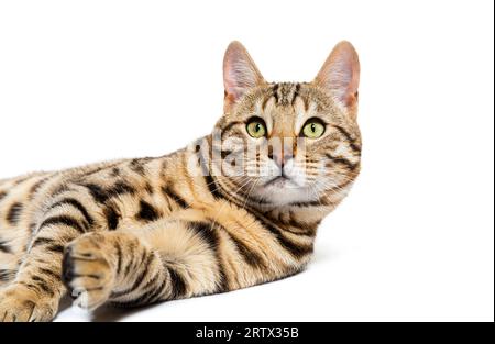 Bengal cat lying down and looking up, isolated on white Stock Photo