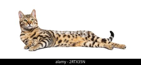 Bengal cat lying down and looking up, isolated on white Stock Photo
