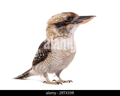 Kingfisher Laughing kookaburra, Dacelo novaeguineae, isolated on white Stock Photo