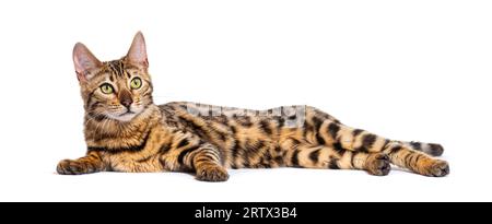 Bengal cat lying down, isolated on white Stock Photo