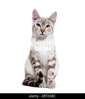 Snow lynx Bengal cat facing the camera, isolated on white Stock Photo
