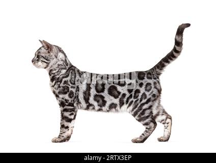 Side view of a Silver bengal cat, standing and looking away, in front of a white background Stock Photo