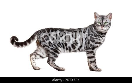 Side view of a Silver bengal cat, standing and looking at the camera, in front of a white background Stock Photo