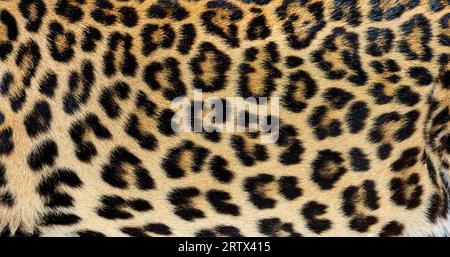 Close up of spotted Leopard fur texture Stock Photo