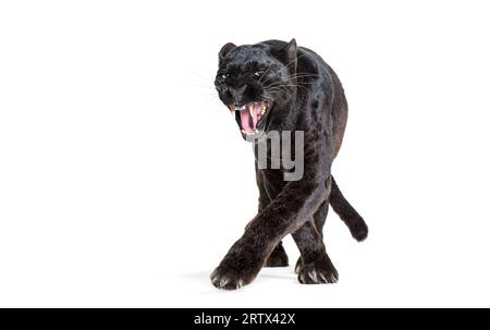 black leopard, six years old, walking towards the camera and staring at the camera showing its fangs in a threatening way, isolated on white Stock Photo