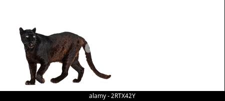 Portrait of black leopard walking and looking away proudly, Panthera pardus, against white Stock Photo