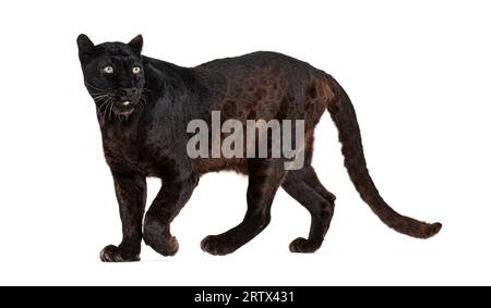 Portrait of black leopard walking and looking away proudly, Panthera pardus, against white Stock Photo