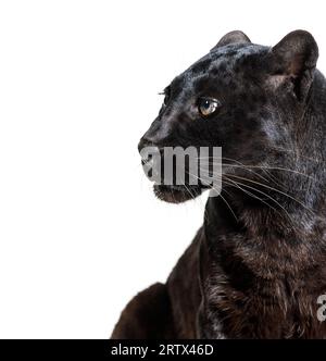 Head shot of a black panther looking away, profile, Panthera pardus, isolated on white Stock Photo
