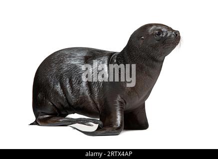 Pup South American sea lion two months old, Otaria byronia, isolated on white Stock Photo