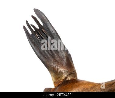 Close up on a flippers of a South American sea lion, Otaria byronia, isolated on white Stock Photo