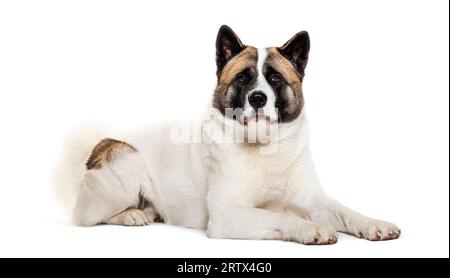 American akita dog looking at camera, isolated on white Stock Photo