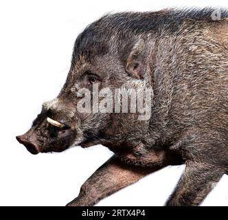 Side view of a Visayan warty pig showing its tusks, Sus cebifrons negrinus, Isolated on white Stock Photo