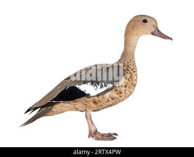 Side view portrait of a Madagascar teal duck, Anas bernieri, Isolated on white Stock Photo