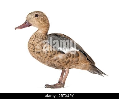 Side view portrait of a Madagascar teal duck, Anas bernieri, Isolated on white Stock Photo