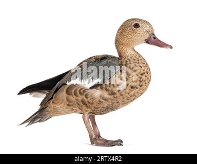 Side view portrait of a Madagascar teal duck, Anas bernieri, Isolated on white Stock Photo