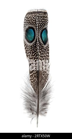 Spotted feather of a Palawan peacock-pheasant with two Eyespots, Polyplectron napoleonis, isolated on white Stock Photo