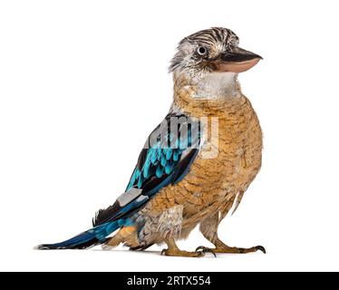 Facing blue-winged kookaburra, Dacelo leachii, isolated on white Stock Photo