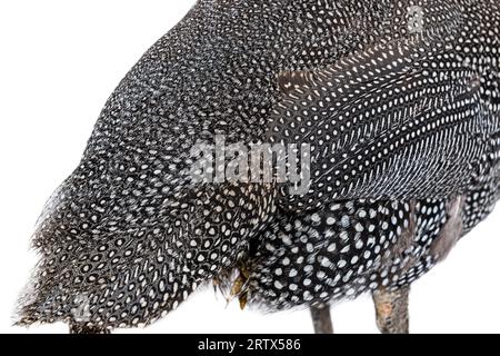 Close-up on Black and white  spotted Helmeted guineafowl feathers, Numida meleagris, isolated on white Stock Photo